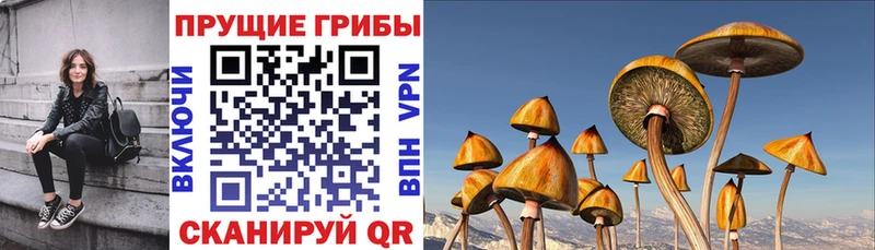 магазин  наркотиков  Пушкино  Псилоцибиновые грибы Psilocybe 